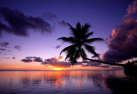 Moorea French Polynesia - palms, sunset