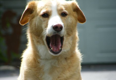 On Fire  - amber, yawn, sunlight, dog