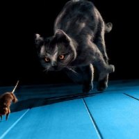 Sometimes i feel like a cat other times like a mouse