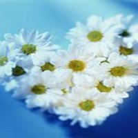 heart of daisys