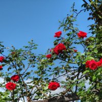 	roses sky and clouds