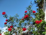 	roses sky and clouds