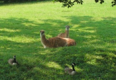 lazy afternoon in the zoo - sitting, friends