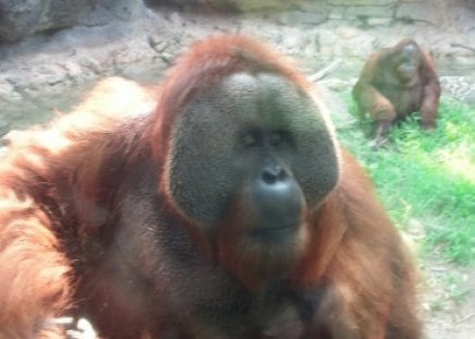 zoo - primate, hairy