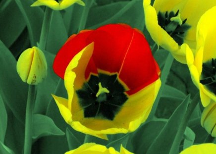 Flower - red, flower, yellow, nature