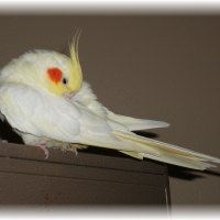 cockatiel