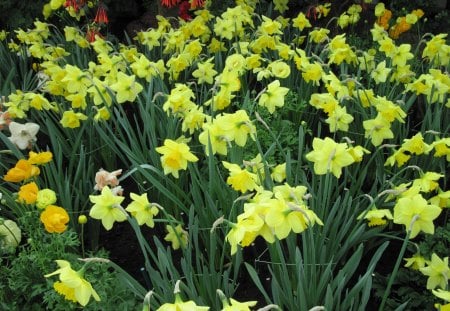 Pyramids Blooms Flowers 08 - yellow, photography, green, daffodils, flowers, garden