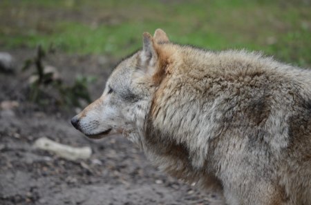 My visit at the Wolfpark - nature, wolves, predator, wilderness