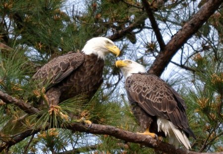 Pair of Eagles - nature, tree, Bald Eagle, majestic