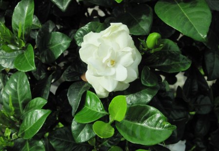 Pyramids Blooms Flowers 22 - white, photography, green, leaf, flowers, gardenia, garden