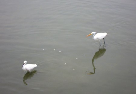 White egrets - lovely, white, reflection, egrets