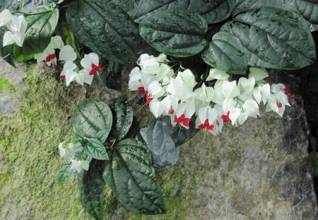 Pyramids Blooms Flowers 29 - white, photography, green, flowers, leaf, garden