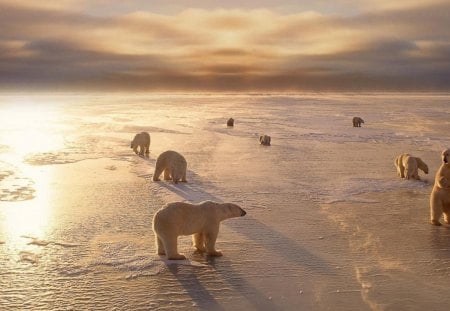 Splendor Our World - pole, bear, amazing, snow