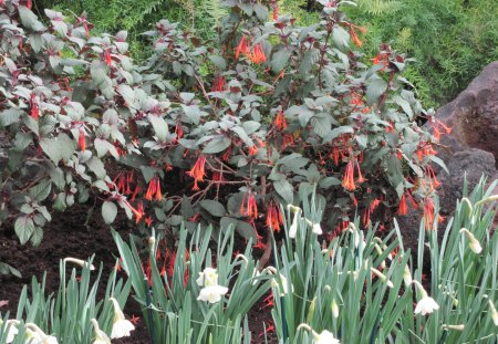 Pyramids Blooms Flowers 32 - white, photography, green, orange, flowers, garden