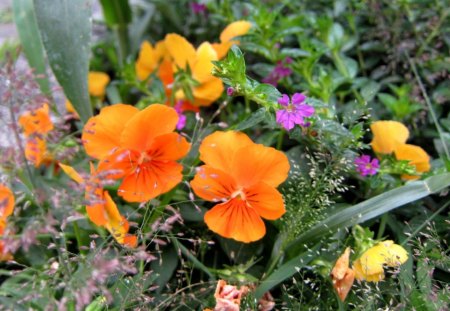 Lovely flowers - plants, flowers, Lovely, orange color