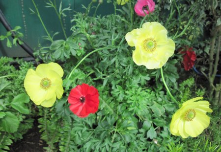 Pyramids Blooms Flowers 38 - yellow, red, photography, green, flowers, garden