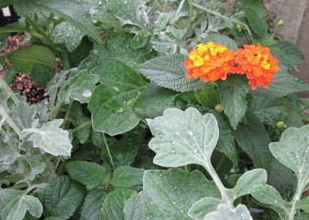 Pyramids Blooms Flowers 41 - photography, orange, green, flowers, garden