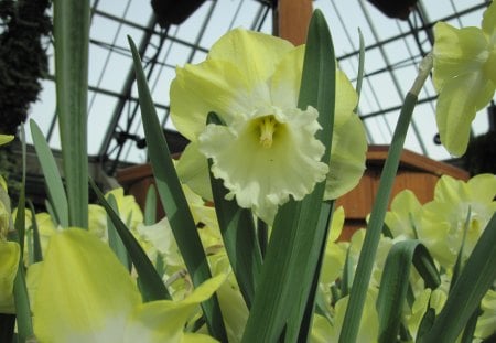 Pyramids Blooms Flowers 45 - photography, daffodils, green, flowers, garden