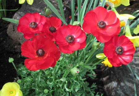 Pyramids Blooms Flowers 49 - yellow, red, photography, green, flowers, garden