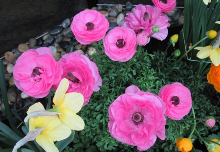 Pyramids Blooms Flowers 50 - yellow, pink, photography, green, flowers, garden