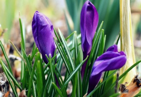 *** Crocuses *** - nature, crocuses, flowers, flower