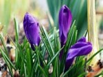 *** Crocuses ***