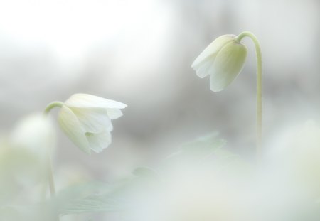 *** White beautiful flowers *** - flowers, white, flower, nature