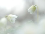 *** White beautiful flowers ***