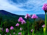 MOUNTAIN BLOOMS