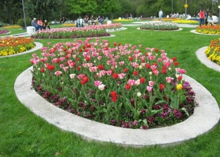 Beautiful Tulips - pretty, flowers, photo, spring, garden, tulip, photography, nature, park, bulgaria