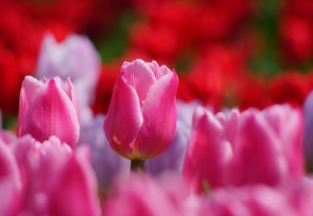 *** Spring flowers *** - flower, tulips, flowers, spring, nature