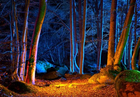 ILLUMINATED FOREST - Trees, Autumn, Leaves, Nature, Forest, night