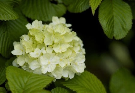 *** White hydrangera *** - flowers, white, nature, hydrangea