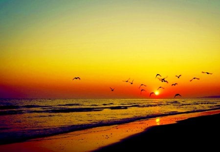 SUNSET - beach, sunset, sea, birds