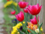 *** Colorful tulips ***