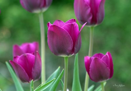 *** Purple tulips *** - flower, purple, tulips, flowers, nature