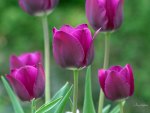 *** Purple tulips ***