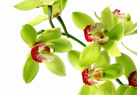 *** Orchids *** - flowers, flower, orchids, nature