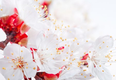 *** Simple beauty *** - flowers, trees, nature, spring, flowering