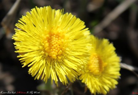 *** Yellow flowers *** - nature, flowers, flower, spring