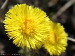 *** Yellow flowers ***