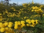 Yellow Flower Bush