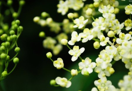 Small White Petal Flower - white, nature, buds, petals, stem, small, flower