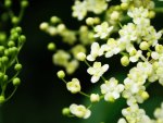 Small White Petal Flower