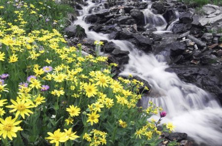 Large Yellow Flowers By River - stems, day, water, large, nature, white, yellow, flowing, petals, river, leaves, rock, flowers