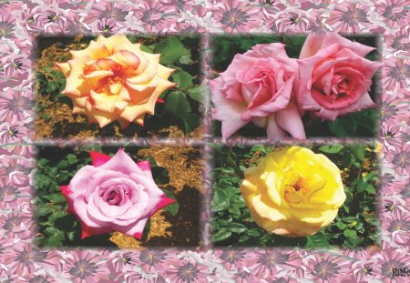 Flowers With Floral Border - Collage, Floral Border, Pretty Flowers, Flowers