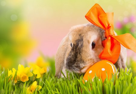 Cute bunny - holidays, easter, daffodils, egg, flowers, bunny