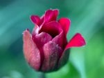 *** Tulip ***