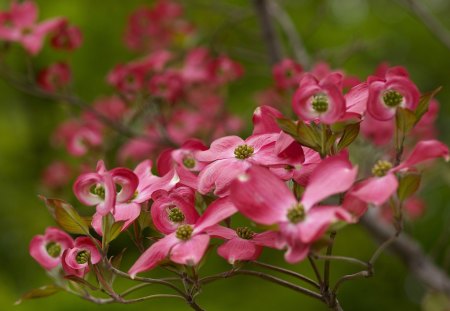 *** Flowering Trees *** - flower, flowers, spring, flowering, trees, nature