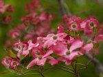 *** Flowering Trees ***